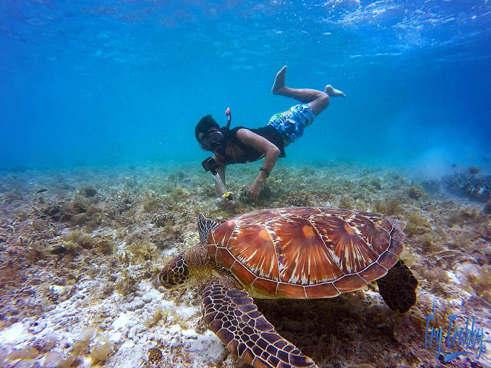 Snorkeling In The Andaman Islands_13544
